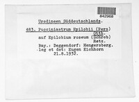 Pucciniastrum epilobii image